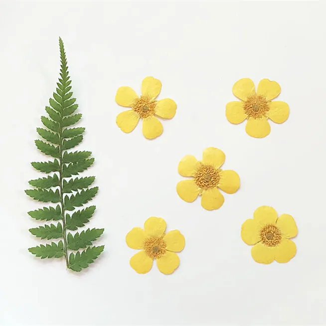 1.5-2cm/24pcs,Nature Real butt - Holiday Candle Set ulasan dan harga